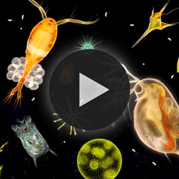 Leben im Wassertropfen - Video 1