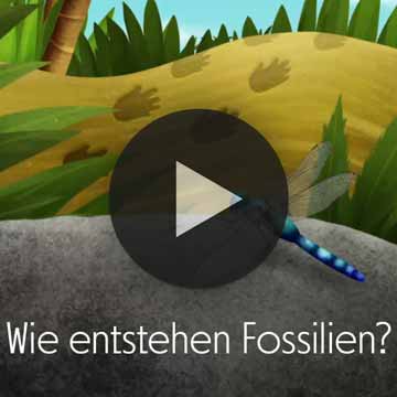 WIE ENTSTEHEN FOSSILIEN? - Video 1